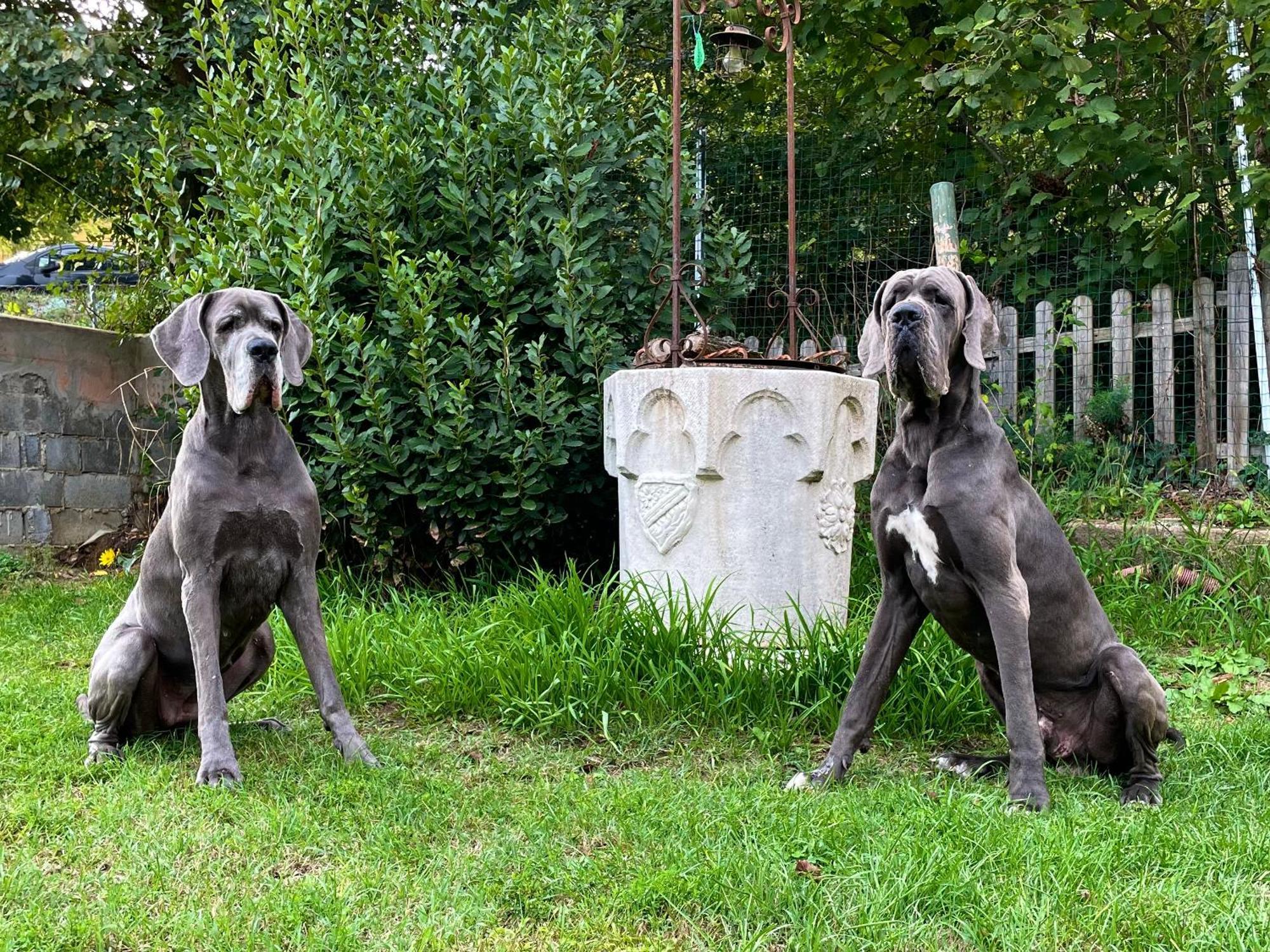 Bnb Dog And Friend Rocchetta Tanaro Exterior photo